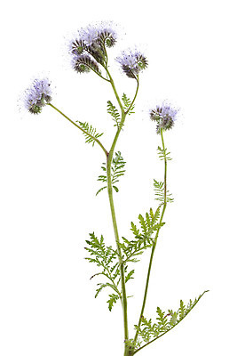 포토 JPG 해외이미지 식물 꽃 줄기 잎 자연 사람없음 파란색 보라색 들꽃 개화 흰배경 해외202004 해외포토 컬러 백그라운드 흰색 생태계 파일형식 이미지허브