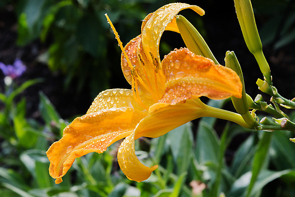 포토 JPG 해외이미지 식물 계절 꽃잎 꽃 백그라운드 잎 오렌지 자연 사람없음 장식 초록색 빛 정원 어둠 해외202004 해외포토 컬러 과일 생태계 파일형식 이미지허브