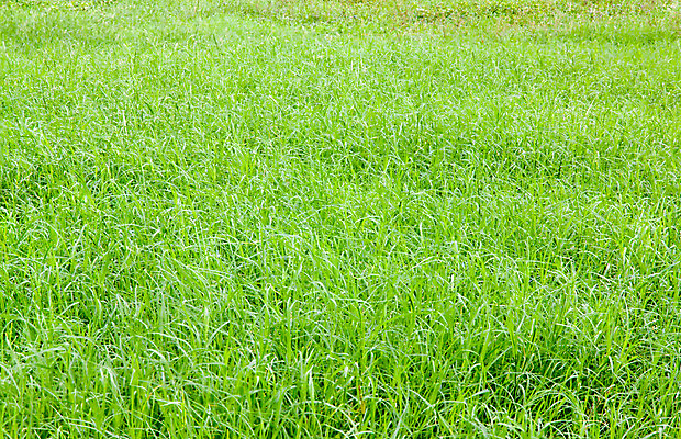 포토 JPG 해외이미지 백그라운드 밭 추상 잔디 사람없음 야외 가로 초록색 하이앵글 컬러풀 질감 해외202004 해외포토 식물 뷰포인트 컬러 무늬 농업 파일형식 이미지허브