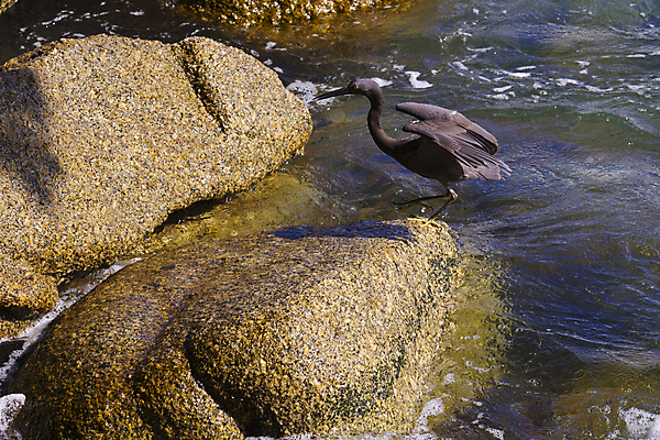 포토 JPG 해외이미지 동물 공원 호수 야생동물 여행 잎 날개 자연 조류 사람없음 야외 초록색 물 여름 평화 환경 흰색 연못 만 황무지 습지 큼 땅 왜가리 깃털 부리 캘리포니아 태평양 목 서식지 내추럴 단아함 동물상 생태학 해외202004 해외포토 자연요소 식물 계절 공공시설 교육 바다 컬러 컨셉 신체부위 조형물 미국 크기 생태계 파일형식 이미지허브