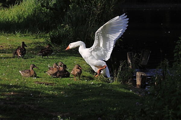 포토 JPG 해외이미지 동물 공원 호수 야생동물 백그라운드 이동 날개 오렌지 자연 조류 하늘 오리 사람없음 야외 초록색 물 강 컬러풀 농장 노란색 머리 검은색 봄 흰색 연못 깃털 사냥 부리 목 거위 계산서 고립 동물상 해외202004 해외포토 자연요소 계절 공공시설 컬러 컨셉 농업 과일 신체부위 조형물 생태계 파일형식 이미지허브