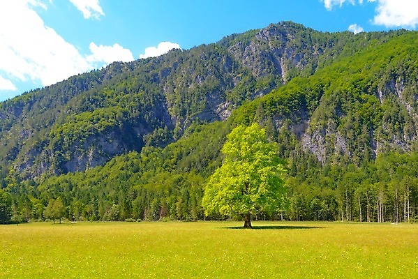 포토 JPG 해외이미지 나무 공원 길 야생동물 여행 백그라운드 자연 산 풍경 사람없음 야외 초록색 태양 여행객 평화 계곡 화목 분위기 숲 그림 빙하 알프스 지역 마법 슬로베니아 특별함 해외202004 해외포토 자연요소 식물 동물 공공시설 유럽 컬러 컨셉 사람 생태계 파일형식 이미지허브
