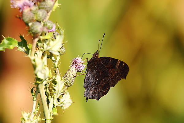 포토 JPG 해외이미지 동물 꽃 유럽 야생동물 나비 곤충 백그라운드 잎 신체 날개 오렌지 일러스트 자연 안테나 종류 사람없음 빨간색 초록색 여름 파란색 컬러풀 노란색 정원 검은색 화목 펼침 회색 흰색 나뭇가지 시골 벌레 공작 강렬 동물상 해외202004 해외포토 나무 식물 계절 나라 컬러 컨셉 과일 통신 모션 조류 조형물 생태계 파일형식 이미지허브