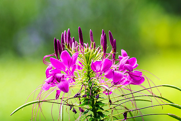 포토 JPG 해외이미지 나무 식물 꽃 분홍색 백그라운드 잎 밭 자연 벽지 사람없음 초록색 컬러풀 정원 맑음 신선 강렬 해외202004 해외포토 컬러 농업 날씨 생태계 파일형식 이미지허브