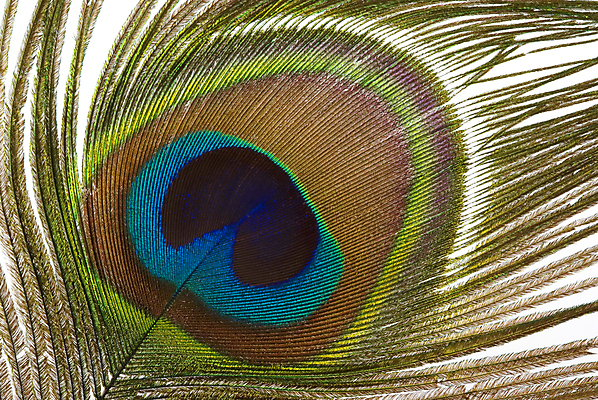 포토 JPG 해외이미지 동물 백그라운드 자연 조류 사람없음 컬러풀 우아함 닫기 공작 깃털 묘사 질감 부드러움 내추럴 해외202004 해외포토 컬러 컨셉 모션 감각 생태계 파일형식 이미지허브