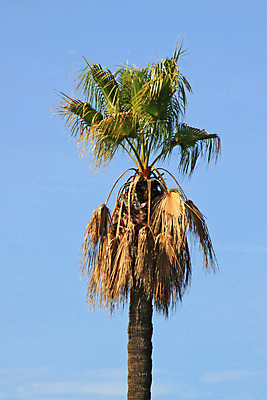 포토 JPG 해외이미지 나무 식물 줄기 잎 하늘 열대 손바닥 사람없음 초록색 파란색 태양 시트 해외202004 해외포토 자연요소 손 컬러 파일형식 이미지허브