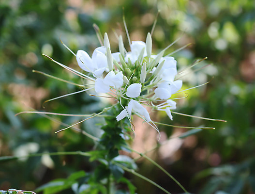 포토 JPG 해외이미지 식물 계절 공원 꽃잎 꽃 분홍색 백그라운드 잎 꽃무늬 자연 사람없음 야외 장식 초록색 여름 컬러풀 정원 맑음 보라색 봄 성장 벚꽃 가을 흰색 신선 개화 묘사 원예 내추럴 해외202004 해외포토 공공시설 컬러 무늬 날씨 취미 생태계 파일형식 이미지허브