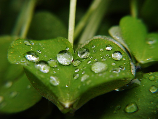 포토 JPG 해외이미지 식물 계절 공원 백그라운드 잎 꽃무늬 패턴 자연 날씨 추상 미술 사람없음 야외 초록색 물 빛 반사 환경 정원 봄 거품 젖음 성장 물방울 신선 원형 액체 떨어짐 이슬 빗방울 순수 묘사 질감 내추럴 생태학 해외202004 해외포토 자연요소 도형 공공시설 교육 꽃 컬러 컨셉 무늬 문화예술 비_날씨 생태계 파일형식 이미지허브