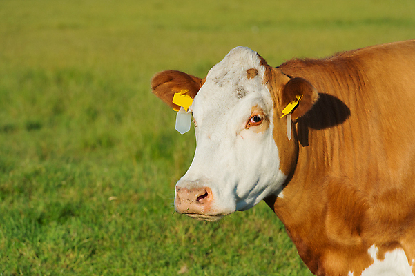 포토 JPG 해외이미지 동물 1 섬 자연 영국 뿔 풍경 사람없음 갈색 머리 가축 소 닫기 군중 방목 모래언덕 먹기 싱글 기르기 해외202004 해외포토 유럽 컬러 포유류 모션 사람 신체부위 축산업 언덕 생태계 돌봄 파일형식 이미지허브