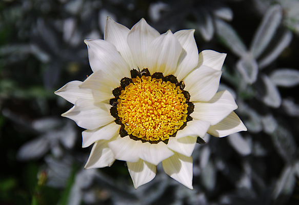 포토 JPG 해외이미지 식물 꽃잎 꽃 줄기 백그라운드 잎 자연 사람없음 장식 초록색 빛 머리 정원 활발 벚꽃 흰색 우아함 싱글 이국적 칼라꽃 해외202004 해외포토 컬러 컨셉 신체부위 생태계 파일형식 이미지허브