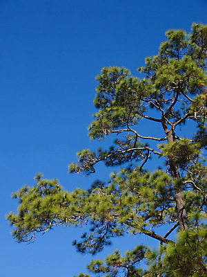 포토 JPG 해외이미지 나무 식물 계절 공원 백그라운드 잎 태국 자연 하늘 아침 풍경 사람없음 야외 목재 초록색 여름 빛 햇빛 태양 환경 맑음 봄 시골 신선 소나무 황무지 숲 큼 장면 내추럴 삼림지대 해외202004 해외포토 주간 자연요소 공공시설 아시아 컬러 재료 날씨 크기 생태계 파일형식 이미지허브