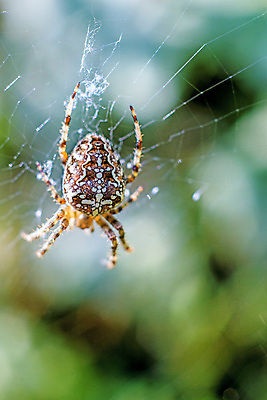 포토 JPG 해외이미지 동물 유럽 야생동물 곤충 백그라운드 십자가 신체 자연 사람없음 야외 세로 갈색 웹 줄무늬 그물 네트워크 닫기 작음 거미 내추럴 해외202004 해외포토 나라 컬러 무늬 인터넷 모션 크기 생태계 파일형식 이미지허브