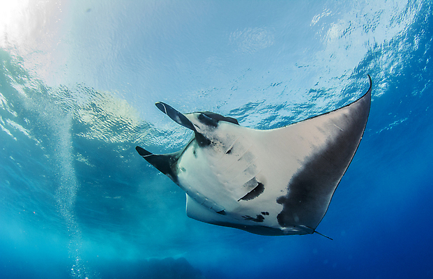 포토 JPG 해외이미지 동물 야생동물 바다 여행 백그라운드 자연 멕시코 어류 사람없음 야외 물 파란색 바닷속 수중 광선 산호 다이빙 깊이 해외202004 해외포토 자연요소 컬러 북아메리카 수영 수중동물 자포동물 생태계 수중스포츠 파일형식 이미지허브