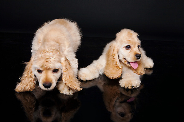 포토 JPG 해외이미지 동물 1 응시 얼굴 백그라운드 포유류 바닥 털 앉기 사람없음 반려동물 갈색 머리 놀람 우정 스패니얼 표현 입 개 강아지 혀 복지 사냥 슛 주둥이 노려봄 송곳니 거짓말 고립 신앙심 인내 특별함 해외202004 해외포토 시선 감정 컬러 컨셉 모션 표정 신체부위 친구 치아 사회이슈 파일형식 이미지허브