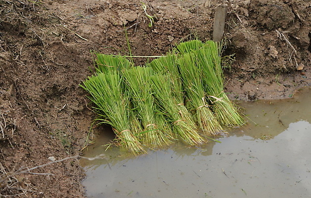 포토 JPG 해외이미지 식물 아시아 밭 농업 밥 사람없음 초록색 물 성장 신선 다발 보따리 진흙 밭일 해외202004 해외포토 자연요소 나라 산업 음식 컬러 파일형식 이미지허브