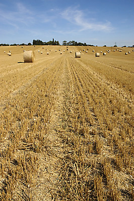 포토 JPG 해외이미지 밭 농업 자연 하늘 잉글랜드 풍경 사람없음 여름 파란색 농작물 햇빛 태양 농장 수확 농촌 원형 볏짚 밀 뭉치 카피스페이스 해외202004 해외포토 자연요소 도형 계절 산업 컬러 영국 곡류 공백 시골 짚 생태계 파일형식 이미지허브