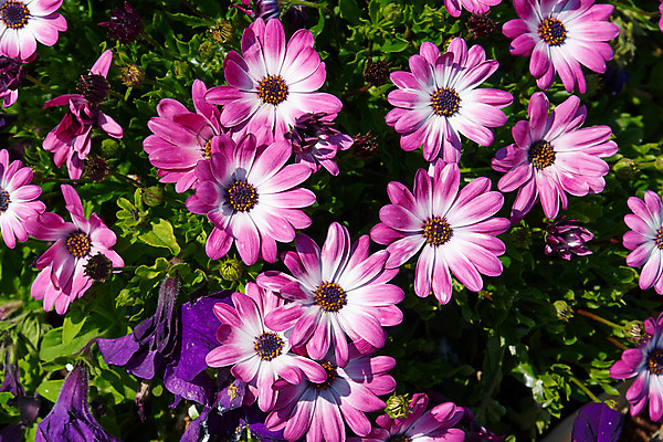포토 JPG 해외이미지 식물 계절 꽃잎 꽃 분홍색 백그라운드 잎 꽃무늬 자연 사람없음 야외 초록색 컬러풀 햇빛 정원 보라색 봄 성장 벚꽃 흰색 신선 개화 묘사 원예 데이지 거베라 내추럴 해외202004 해외포토 컬러 무늬 취미 태양 생태계 파일형식 이미지허브
