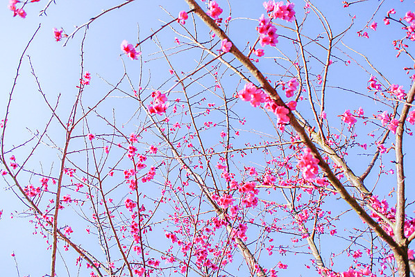 포토 JPG 해외이미지 나무 식물 계절 꽃잎 꽃 선 분홍색 백그라운드 꽃무늬 자연 하늘 친절 새로움 동양인 사람없음 정원 일본 봄 벚꽃 흰색 나뭇가지 신선 개화 체리 과수원 4월 원예 부드러움 내추럴 고립 해외202004 해외포토 아시아 컬러 컨셉 무늬 농업 과일 인종 취미 감각 날짜 생태계 파일형식 이미지허브