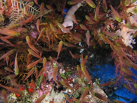 포토 JPG 해외이미지 식물 동물 야생동물 자연 표면 어류 사람없음 물 반사 수중 투명 스노클링 산호 잠수부 다이빙 암초 동물상 해외202004 해외포토 자연요소 조형물 수영 수중동물 수상스포츠 자포동물 전문직 생태계 수중스포츠 파일형식 이미지허브
