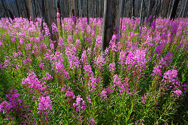 포토 JPG 해외이미지 꽃 분홍색 캐나다 산 사람없음 초록색 컬러풀 환경 봄 성장 신선 개화 생태학 로키산맥 해외202004 해외포토 식물 계절 교육 컬러 북아메리카 파일형식 이미지허브