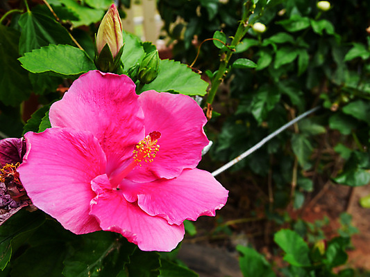 포토 JPG 해외이미지 식물 꽃잎 꽃 분홍색 백그라운드 잎 꽃무늬 자연 추상 건강 사람없음 장식 빨간색 초록색 컬러풀 장미 노란색 활발 벚꽃 흰색 신선 닫기 오브젝트 복고 하와이 강렬 꽃수술 엘리먼트 전국 히비스커스 해외202004 해외포토 컬러 컨셉 무늬 모션 미국 생태계 파일형식 이미지허브