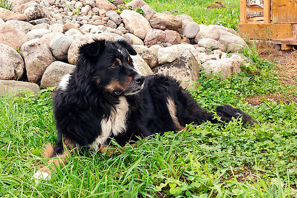 포토 JPG 해외이미지 동물 응시 공원 행복 포유류 자연 털 건강 경비 잔디 사람없음 야외 반려동물 정원 검은색 우정 산책 양치기 개 큼 스위스 암초 송곳니 거짓말 기르기 동반자 베른 복종 유래 해외202004 해외포토 식물 직업 시선 공공시설 감정 유럽 컬러 휴식 안전 친구 치아 보호 크기 생태계 돌봄 파일형식 이미지허브