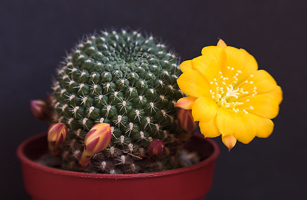 포토 JPG 해외이미지 식물 꽃 자연 선인장 사람없음 초록색 어둠 개화 오브젝트 해외202004 해외포토 컬러 생태계 파일형식 이미지허브