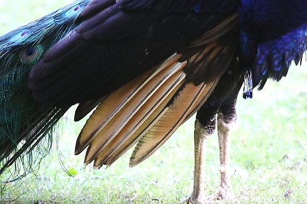 포토 JPG 해외이미지 동물 디자인 남자 야생동물 백그라운드 패턴 자연 조류 동물원 사람 성인 사람없음 옆모습 가로 초록색 파란색 컬러풀 머리 우주 활발 흰색 의식 우아함 공작 인도인 깃털 질감 꼬리 부리 목 꿩 고립 해외202004 해외포토 외국인 뷰포인트 컬러 컨셉 무늬 동양인 신체부위 생태계 파일형식 이미지허브