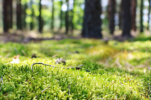 포토 JPG 해외이미지 식물 디자인 공원 백그라운드 잎 패턴 자연 표면 추상 이끼 사람없음 야외 목재 초록색 햇빛 태양 환경 맑음 습기 젖음 성장 신선 습지 숲 묘사 부드러움 내추럴 땅바닥 변소 블러 해외202004 해외포토 자연요소 나무 공공시설 컬러 무늬 재료 날씨 바닥 감각 생태계 파일형식 이미지허브
