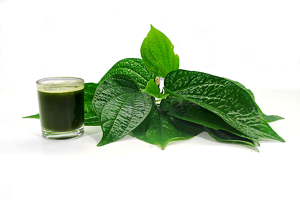 포토 JPG 해외이미지 식물 꽃 잎 농업 자연 건강 사람없음 치료 초록색 약 정원 스파 신선 허브 피부 매움 날것 내추럴 돌봄 영양분 추출 해외202004 해외포토 산업 컬러 의학 모션 신체부위 맛 생태계 파일형식 이미지허브