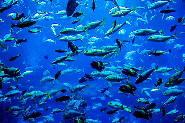 포토 JPG 해외이미지 야생동물 바다 학교 자연 선반 어류 풍경 사람없음 빨간색 물 정원 바닷속 수중 산호 큼 쇼핑몰 아래 다이빙 하와이 암초 수족관 폴리네시아 제비 석호 몰디브 스펀지 깊이 두바이 식민지 아랍어 이국적 생존 많음 해외202004 해외포토 자연요소 동물 교육 아시아 컬러 가구 컨셉 조류 수영 미국 수중동물 오세아니아 자포동물 크기 방향 생태계 위치 아랍에미리트 수중스포츠 파일형식 이미지허브