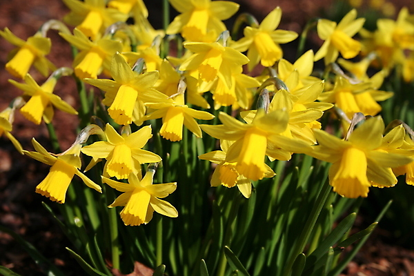 포토 JPG 해외이미지 식물 계절 공원 꽃잎 꽃 줄기 꽃다발 백그라운드 밭 부활절 사람없음 야외 장식 초록색 여름 빛 노란색 머리 정원 봄 성장 벚꽃 신선 그룹 변화 닫기 백합 오브젝트 싱글 트럼펫 수선화 튜브 전경 해외202004 해외포토 공공시설 기념일 컬러 컨셉 농업 모션 풍경 신체부위 금관악기 파일형식 탑뷰 이미지허브