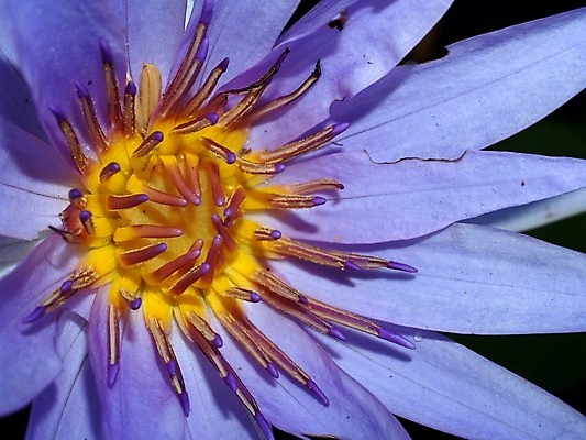 포토 JPG 해외이미지 식물 전통 디자인 공원 꽃잎 꽃 아시아 호수 분홍색 백그라운드 컨셉 잎 꽃무늬 불교 자연 벽지 휴식 연꽃 동양인 풍경 사람없음 초록색 물 여름 환경 정원 벚꽃 연못 신선 개화 닫기 맛 당구 심볼 순수 아로마 내추럴 스타일 정확 해외202004 해외포토 자연요소 계절 공공시설 나라 종교 컬러 무늬 모션 인종 구기 생태계 파일형식 이미지허브