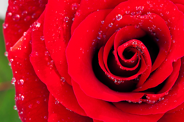 포토 JPG 해외이미지 식물 계절 꽃잎 꽃 백그라운드 자연 프레임 사랑 사람없음 가로 빨간색 세로 물 장미 머리 우주 활발 젖음 흰색 침대 신선 떨어짐 이슬 큼 빗방울 배열 가득함 심볼 오브젝트 싱글 각도 해외202004 해외포토 자연요소 감정 컬러 가구 컨셉 신체부위 비_날씨 크기 생태계 파일형식 이미지허브