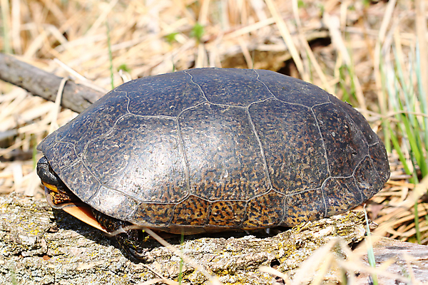 포토 JPG 해외이미지 동물 과학 파충류 자연 종류 사람없음 야외 노란색 환경 거북이 보호 습지 생태계 생물학 북쪽 멸종 턱 생태학 해외202004 해외포토 교육 컬러 컨셉 방향 파일형식 이미지허브