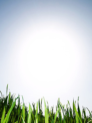 포토 JPG 해외이미지 식물 구름 계절 음식 밭 농업 자연 하늘 날씨 풍경 사람없음 초록색 파란색 빛 농작물 햇빛 태양 농장 환경 봄 수확 성장 광선 시골 신선 시리얼 밀 허브 밭일 해외202004 해외포토 자연요소 산업 컬러 곡류 생태계 파일형식 이미지허브