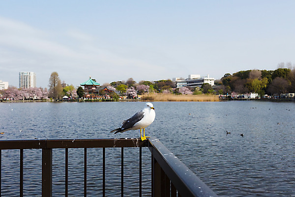 포토 JPG 해외이미지 동물 꽃 아시아 여행 자연 갈매기 휴가 사람없음 관광지 빛 일본 고요 벚꽃 연못 도쿄 내추럴 해외202004 해외포토 식물 나라 조류 생태계 파일형식 이미지허브