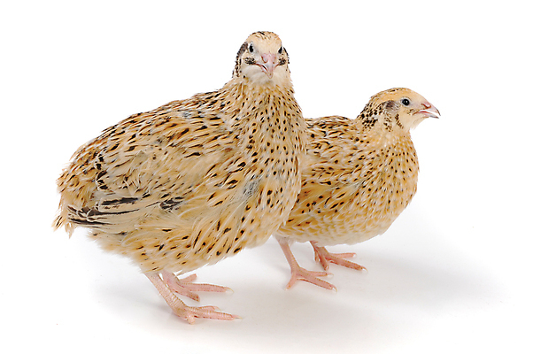 포토 JPG 해외이미지 동물 음식 백그라운드 2 농업 자연 조류 부활절 건강 사람없음 농장 갈색 바구니 계란 가축 흰색 시골 점 얼룩 상품 작음 오브젝트 만족 대리석 내추럴 고립 단백질 메추리 식품점 해외202004 해외포토 기념일 감정 산업 컬러 재료 상점 알 크기 생태계 영양소 파일형식 이미지허브