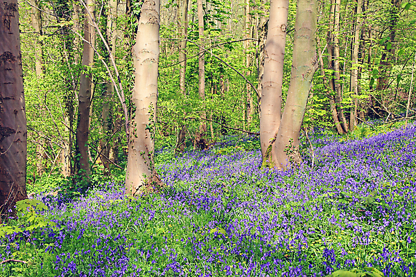 포토 JPG 해외이미지 나무 꽃 자연 풍경 사람없음 목재 초록색 파란색 봄 카펫 들꽃 프랑스 시골 신선 숲 내추럴 노르망디 블루벨 삼림지대 해외202004 해외포토 식물 계절 유럽 컬러 재료 생태계 파일형식 이미지허브
