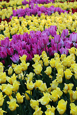 포토 JPG 해외이미지 식물 계절 공원 꽃잎 꽃 줄기 분홍색 꽃다발 백그라운드 잎 꽃무늬 밭 자연 사람없음 빨간색 초록색 여름 빛 컬러풀 태양 노란색 정원 봄 활발 튤립 벚꽃 광선 시골 신선 개화 우아함 저녁 내추럴 해외202004 해외포토 자연요소 공공시설 컬러 컨셉 무늬 농업 야간 생태계 파일형식 이미지허브