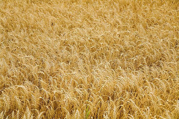 포토 JPG 해외이미지 식물 음식 백그라운드 농업 자연 씨앗 사람없음 야외 파란색 농작물 맑음 봄 성장 시골 황금 시리얼 밀 유기농 내추럴 밭일 숙성 작살 해외202004 해외포토 웰빙 계절 산업 컬러 날씨 곡류 생태계 파일형식 이미지허브