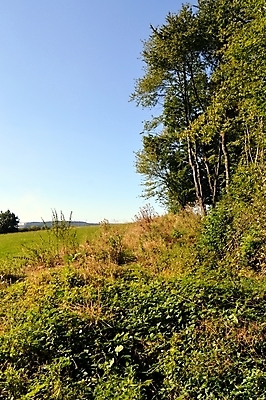 포토 JPG 해외이미지 나무 계절 공원 길 자연 산 풍경 사람없음 초록색 여름 햇빛 태양 맑음 하이킹 가을 흰색 시골 신선 숲 열대우림 캘리포니아 뿌연 해외202004 해외포토 자연요소 식물 공공시설 컬러 레저 날씨 미국 생태계 파일형식 이미지허브