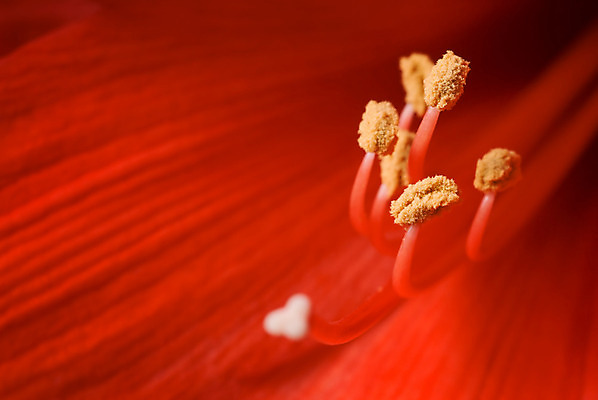 포토 JPG 해외이미지 식물 꽃잎 꽃 백그라운드 꽃무늬 자연 추상 사랑 사람없음 빨간색 활발 벚꽃 신선 개화 닫기 소프트포커스 묘사 꽃가루 강렬 꽃수술 블러 해외202004 해외포토 감정 컬러 컨셉 무늬 모션 촬영기법 가루 생태계 파일형식 이미지허브