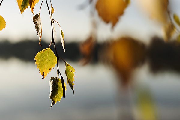 포토 JPG 해외이미지 나무 식물 디자인 계절 공원 백그라운드 단풍 잎 패턴 오렌지 창문 자연 전등 사람없음 장식 빨간색 초록색 컬러풀 갈색 노란색 환경 가을 흰색 나뭇가지 닫기 11월 심볼 질감 10월 내추럴 떠남 노화 해외202004 해외포토 공공시설 컬러 컨셉 무늬 과일 모션 조명 날짜 생태계 파일형식 이미지허브