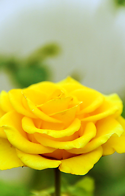 포토 JPG 해외이미지 식물 꽃잎 꽃 백그라운드 잎 꽃무늬 패턴 부분 자연 사람없음 야외 장식 초록색 장미 노란색 머리 디지털 정원 봄 활발 벚꽃 오픈 개화 가시 황금 오브젝트 싱글 원예 부드러움 고립 정중 파스텔톤 해외202004 해외포토 계절 컬러 컨셉 무늬 취미 신체부위 감각 생태계 파일형식 이미지허브