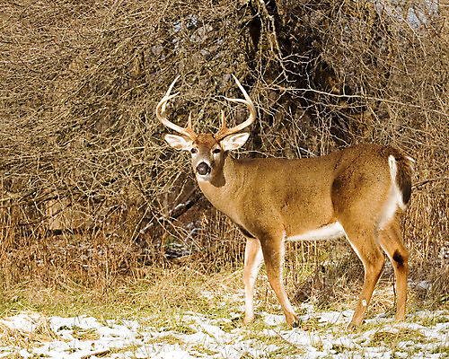 포토 JPG 해외이미지 동물 남자 야생동물 포유류 자연 사슴 뿔 사람없음 야외 달러 숲 사냥 해외202004 해외포토 돈 사람 생태계 파일형식 이미지허브