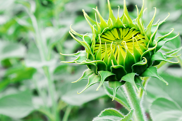 포토 JPG 해외이미지 식물 꽃 문화 지구 백그라운드 잎 꽃무늬 밭 농업 오렌지 자연 하늘 해바라기 풍경 사람없음 야외 초록색 여름 파란색 농작물 컬러풀 태양 농장 노란색 정원 맑음 봄 활발 성장 벚꽃 시골 원형 개화 정상 유기농 내추럴 토스카나 해외202004 해외포토 자연요소 도형 웰빙 계절 산업 컬러 컨셉 무늬 과일 날씨 이탈리아 생태계 파일형식 이미지허브