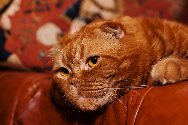 포토 JPG 해외이미지 동물 응시 감정 포즈 오렌지 털 그림자 사람없음 가로 반려동물 소파 고양이 큼 가죽 육식동물 생강 거짓말 해외202004 해외포토 시선 채소 의자 과일 포유류 크기 파일형식 이미지허브