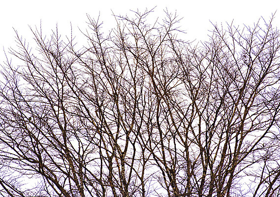 포토 JPG 해외이미지 나무 백그라운드 자연 사람없음 갈색 가을 흰색 나뭇가지 막대기 내추럴 고립 해외202004 해외포토 식물 계절 컬러 생태계 파일형식 이미지허브