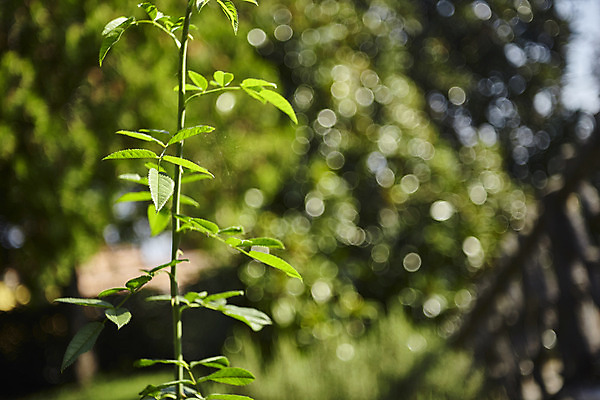 포토 JPG 해외이미지 식물 꽃 잎 일러스트 자연 사람없음 그래픽 초록색 태양 정원 봄 성장 나뭇가지 소프트포커스 묘사 그림 보케 묵주 정맥 해외202004 해외포토 자연요소 나무 계절 컬러 종교용품 촬영기법 생태계 혈관 파일형식 이미지허브